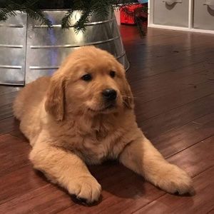 Meet your Posher, Joshua